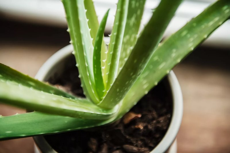 4. Cây lô hội - Aloe plant