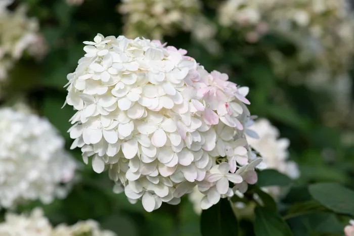 Cây cẩm tú cầu với những bông hoa màu trắng