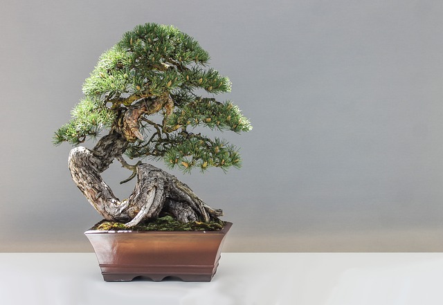 30 loại cây bạn không nên trồng trong nhà vì độc hại hoặc khó chăm sóc bonsai