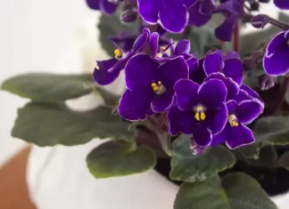 Home hoa violet chau phi hoa tu linh dan 1