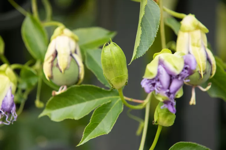 Công dụng, cách trồng và chăm sóc cây lạc tiên cảnh (Passiflora) cay lac tien 4