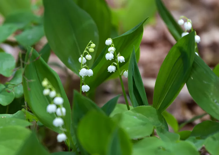 Ý nghĩa, cách trồng và chăm sóc hoa linh lan trắng hoa linh lan 3