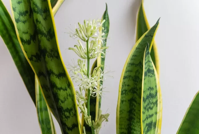 Cây lưỡi hổ có độc cho chó, mèo hay không? • Tạp chí Nhà đẹp & Sân vườn